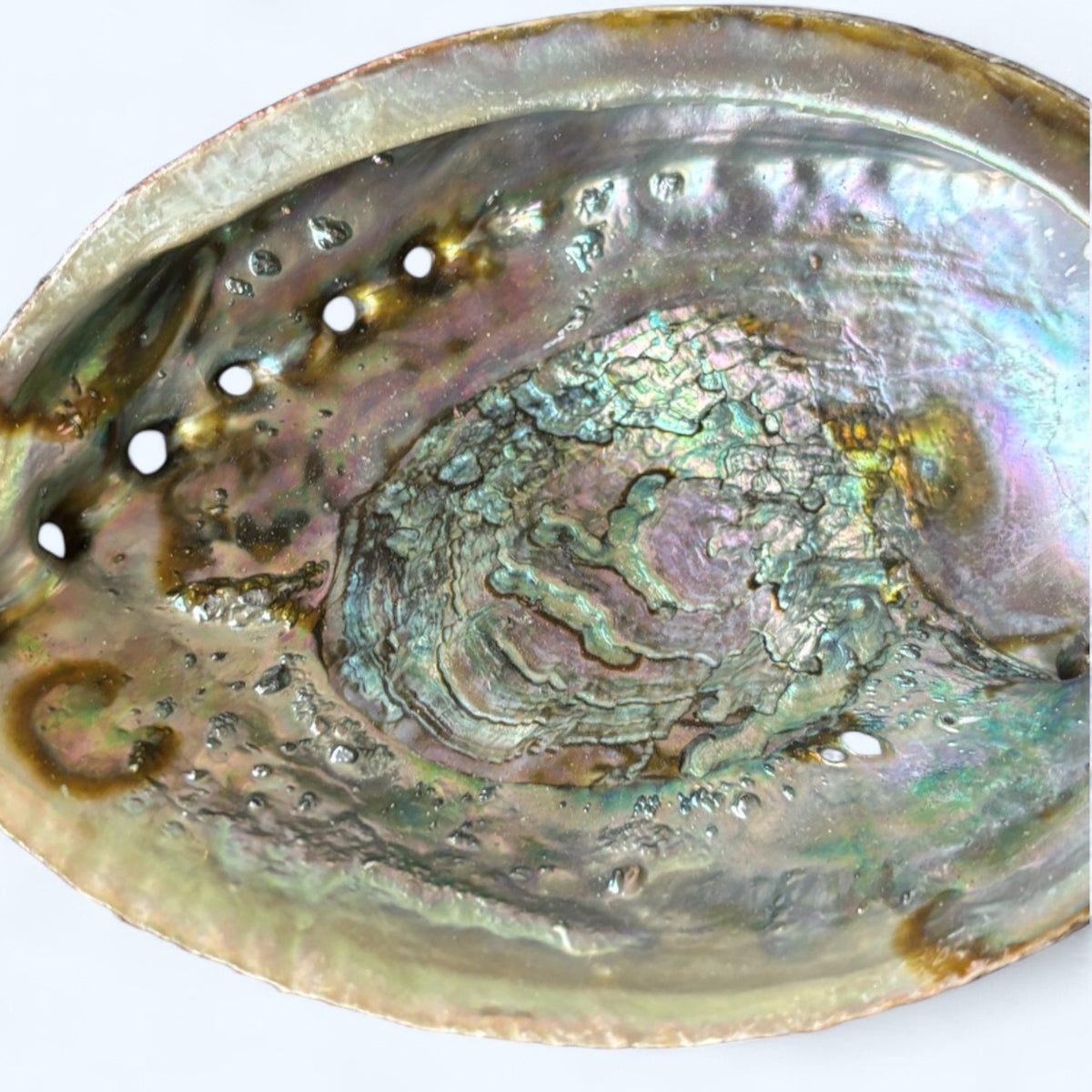 Abalone Shell from Mexico – Natural Smudge Bowl for Sage & Cleansing