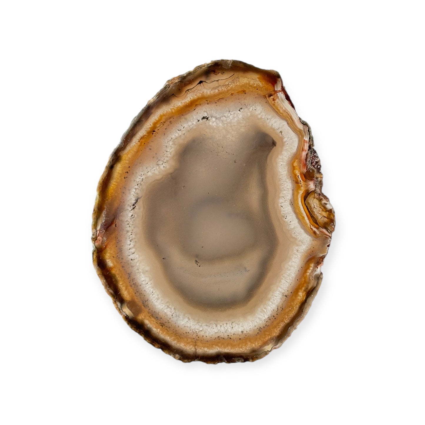 Medium agate slice with neutral tones of brown, white, and gray
