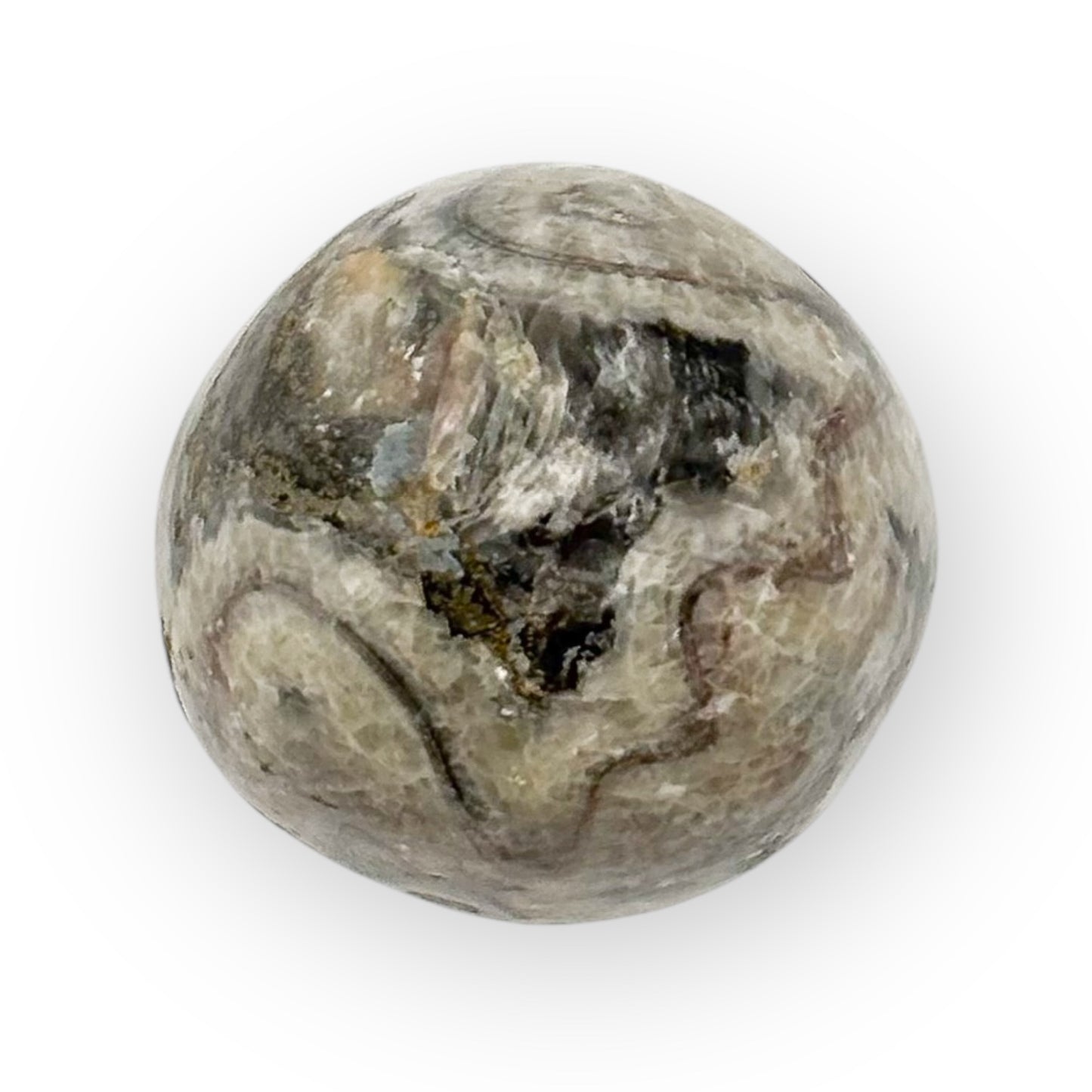 Close-up of fossilized Orthoceras shell detail inside small Moroccan egg-shaped stone