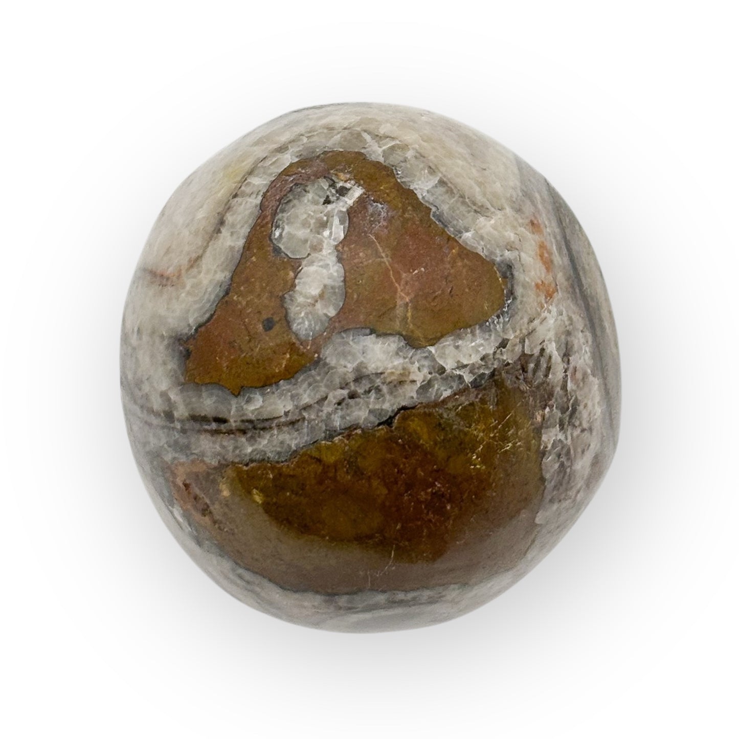 Close-up of fossilized Orthoceras shell embedded in large Moroccan egg-shaped stone