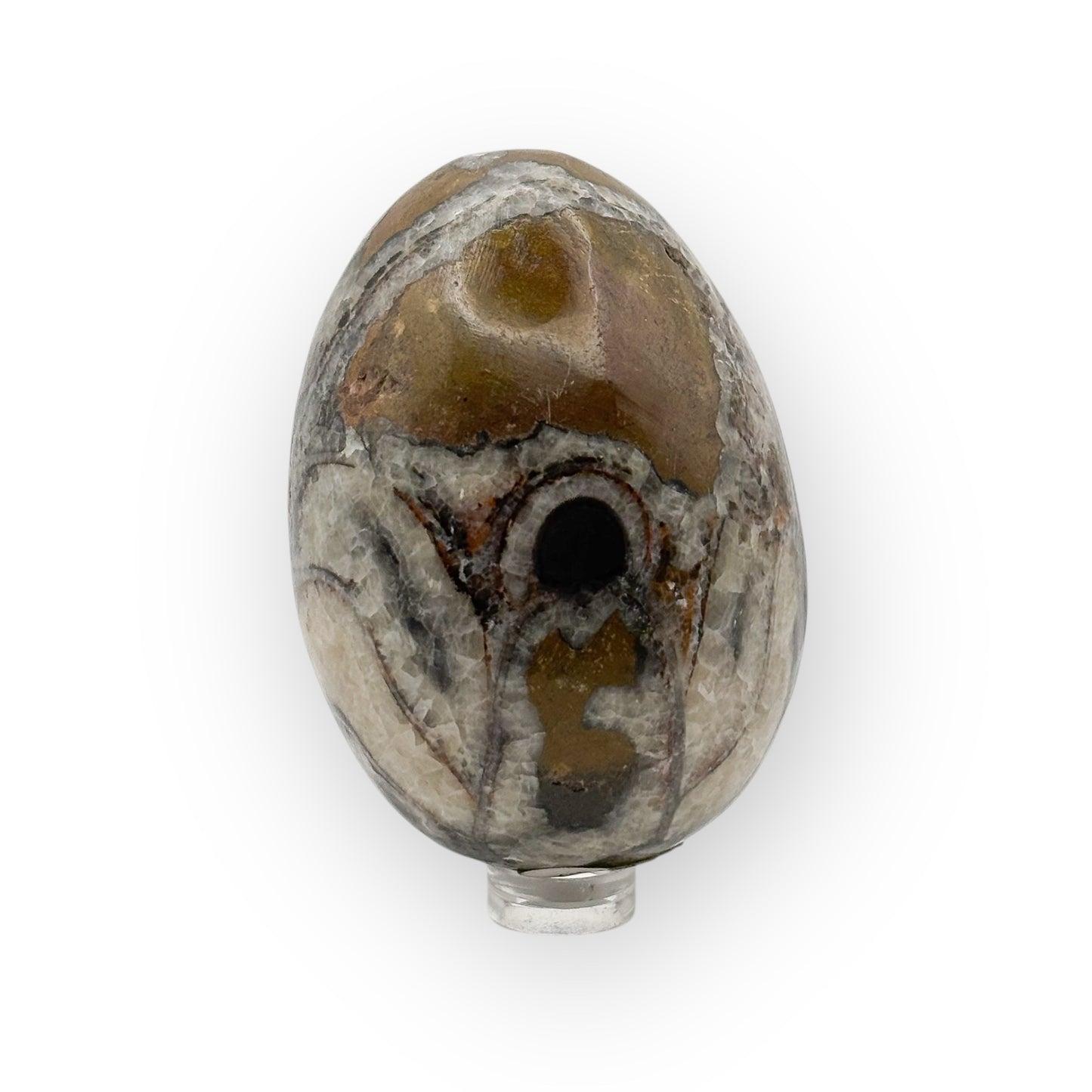 Orthoceras fossil egg from Morocco displayed on stand with visible ancient shell structure