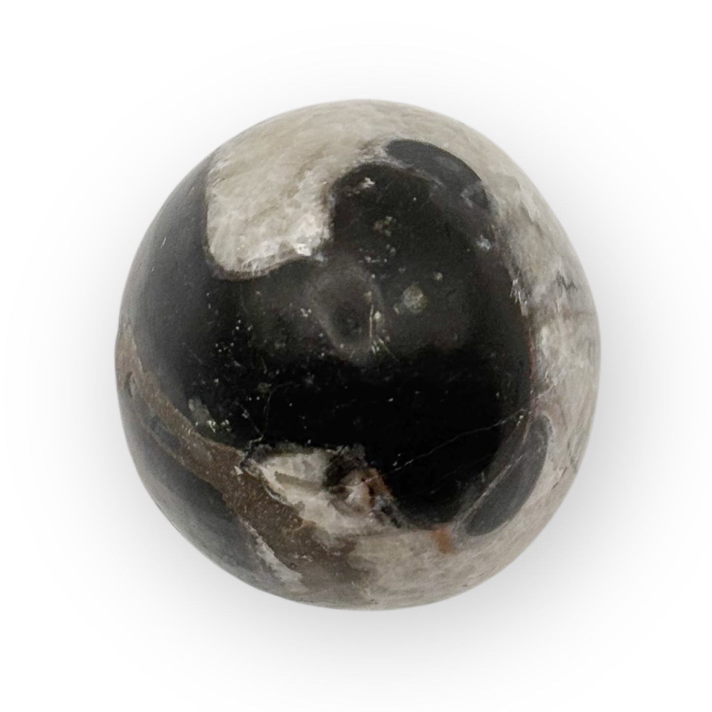 Close-up of medium Orthoceras fossil egg highlighting prehistoric cephalopod fossil and natural stone matrix