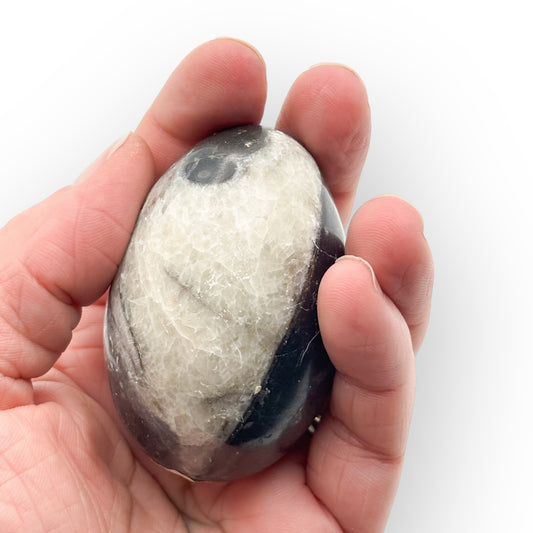 Medium Orthoceras fossil egg held in hand showing polished stone and fossil details