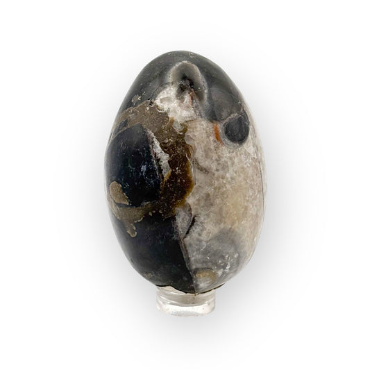 Orthoceras fossil egg from Morocco on stand with visible ancient shell pattern and earthy tones