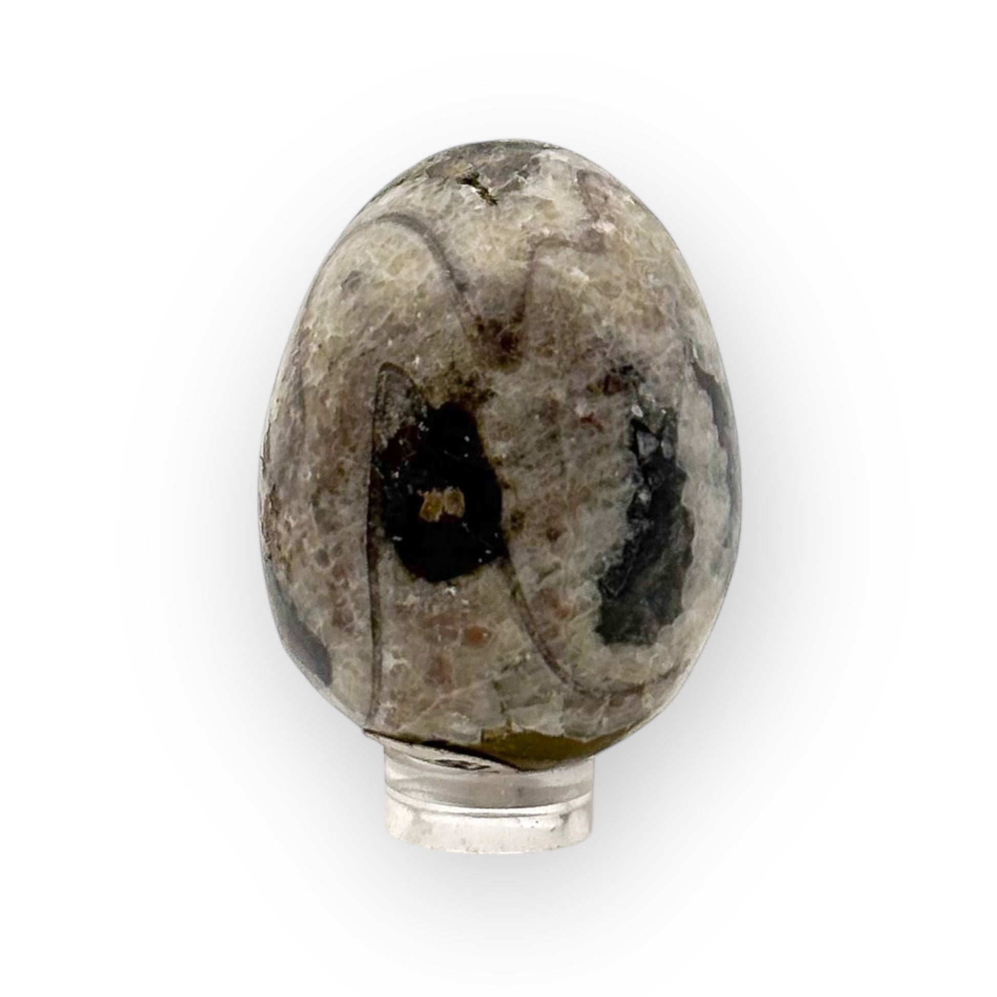 Orthoceras fossil egg from Morocco on display stand with visible shell patterns and natural coloring