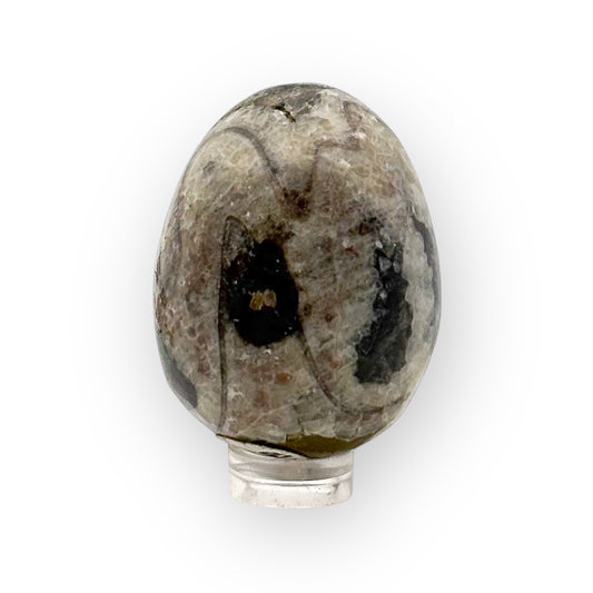 Orthoceras fossil egg from Morocco on display stand with visible shell patterns and natural coloring