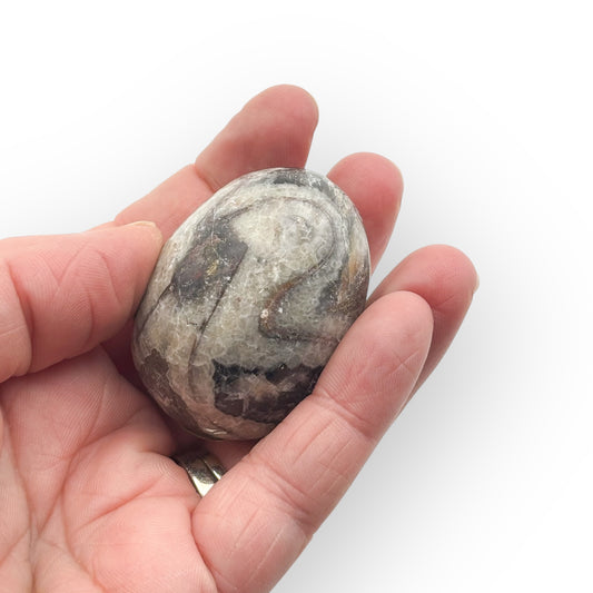 Small Orthoceras fossil egg held in hand showing ancient fossil detail and polished limestone surface