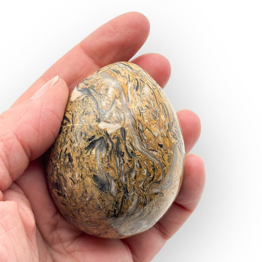 Seashell fossil egg from Morocco held in hand showing natural marine fossil patterns