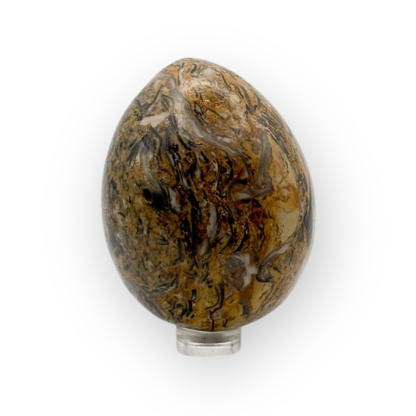 Fossilized seashell egg displayed on stand with unique prehistoric shell textures
