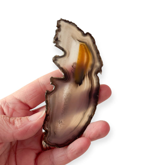 Hand holding black, gray, and brown agate slice for scale