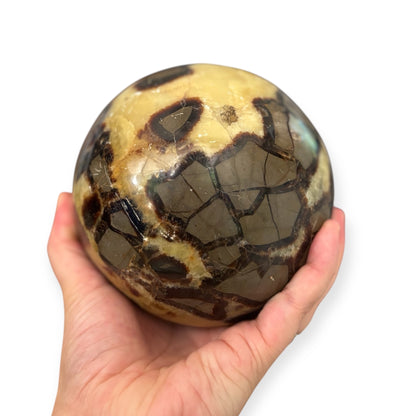 Hand holding a polished Septarian crystal sphere with bold yellow and brown patterns